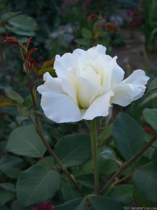 'Bianca (hybrid tea, Prego Royalty B.V.)' rose photo