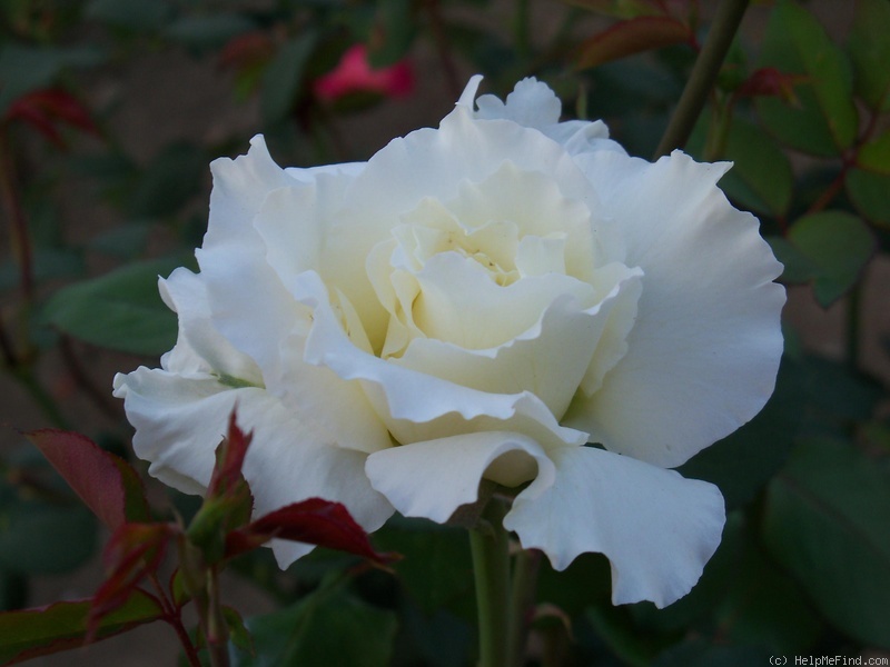 'Bianca (hybrid tea, Prego Royalty B.V.)' rose photo