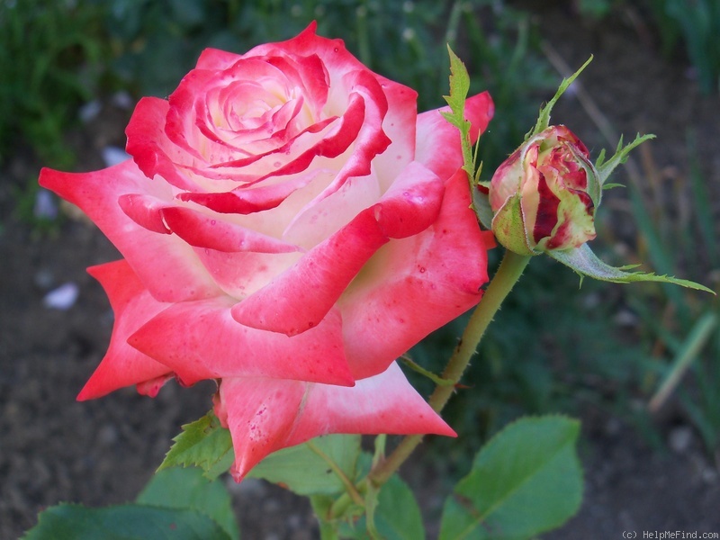 'Impératrice Farah ®' rose photo