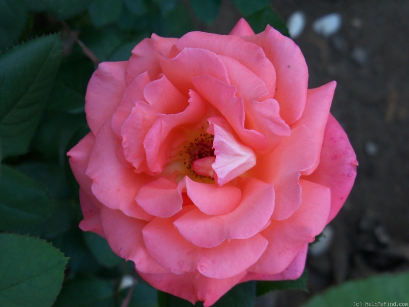 'Folklore (Hybrid Tea, Kordes, 1977)' rose photo