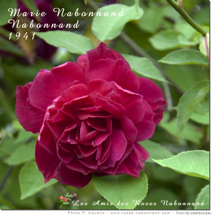 'Marie Nabonnand' rose photo
