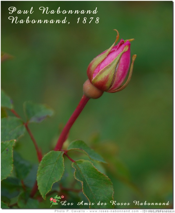 'Paul Nabonnand' rose photo