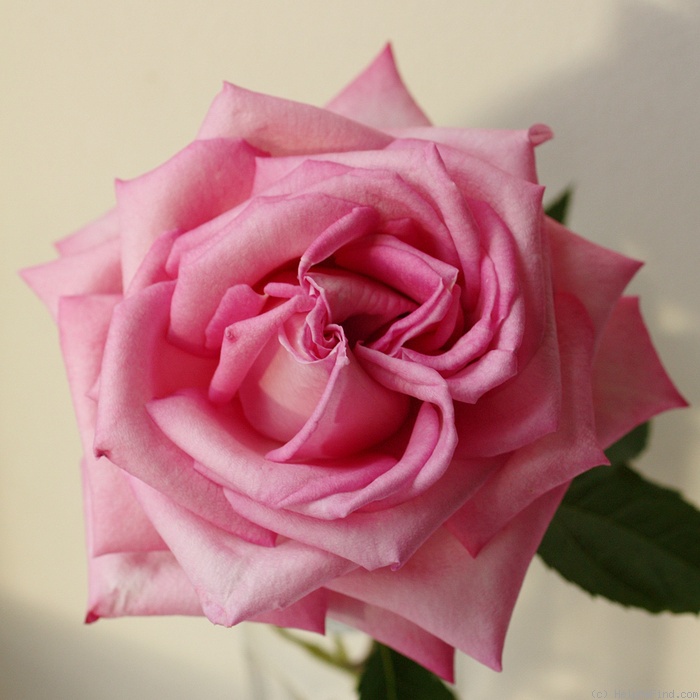 'Wedding Bells ® (hybrid tea, Kordes 2001)' rose photo