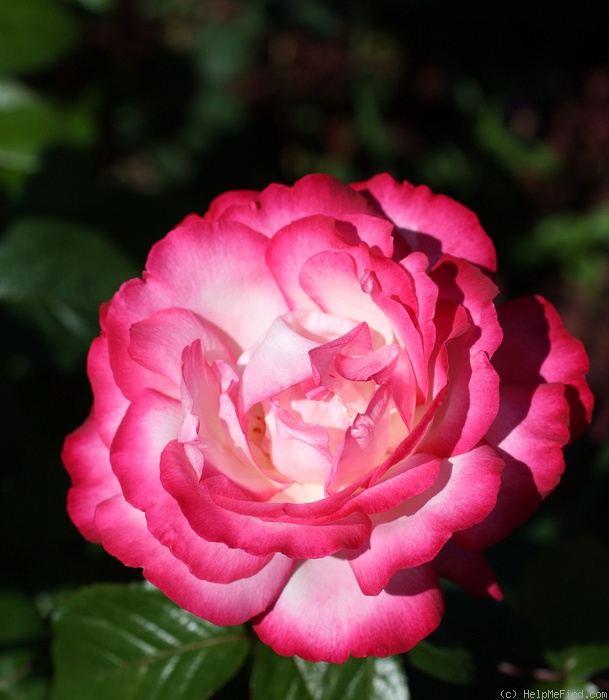'Atlas ®' Rose