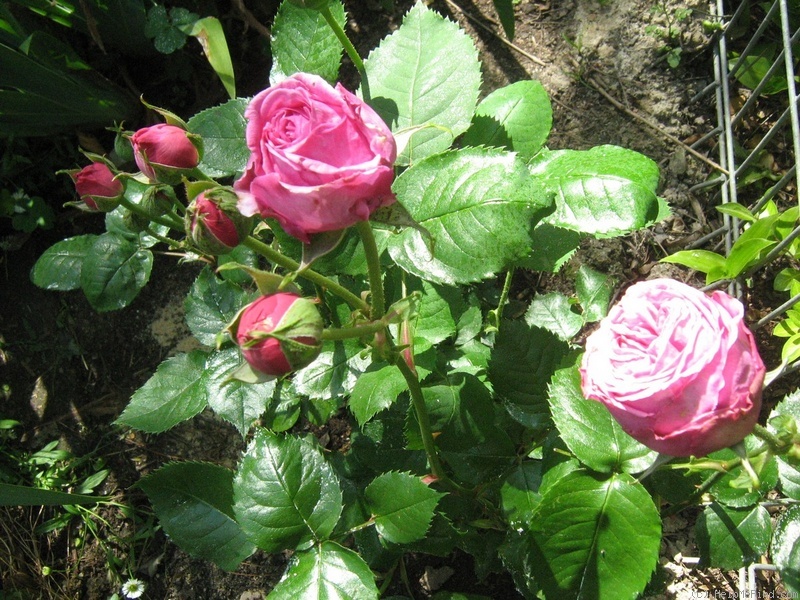 'Madame Isaac Pereire (Bourbon, Garcon, 1876)' rose, click to enlarge 'Madame Isaac Pereire (Bourbon, Garcon, 1876)' rose photo