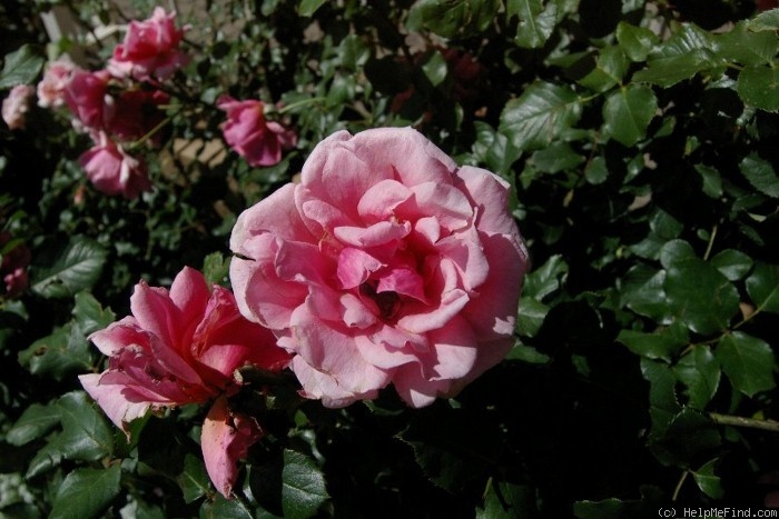 'Duet (hybrid tea, Swim, 1960)' rose photo
