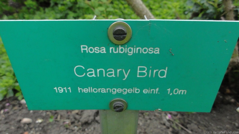 'Canary Bird (hybrid rubiginosa, Paul, ca. 1911)' rose photo
