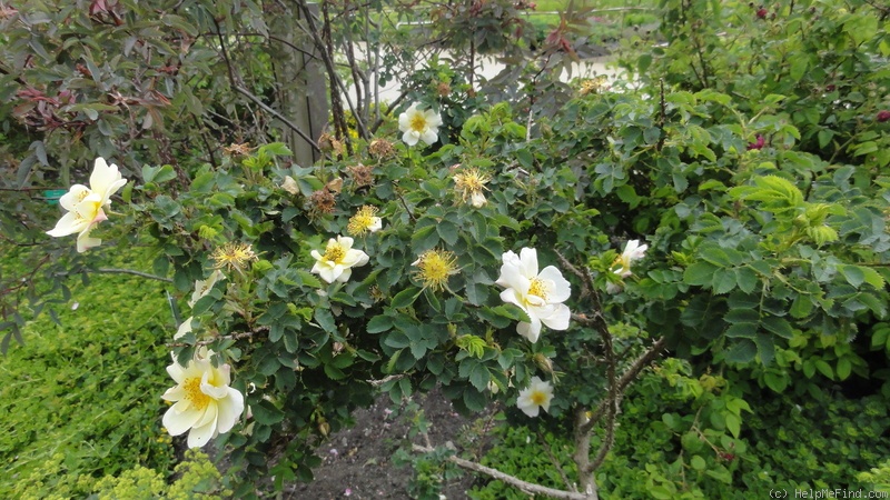 'Canary Bird (hybrid rubiginosa, Paul, ca. 1911)' rose photo