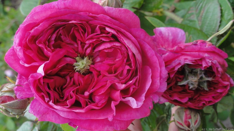 'Duc de Guiche' rose photo