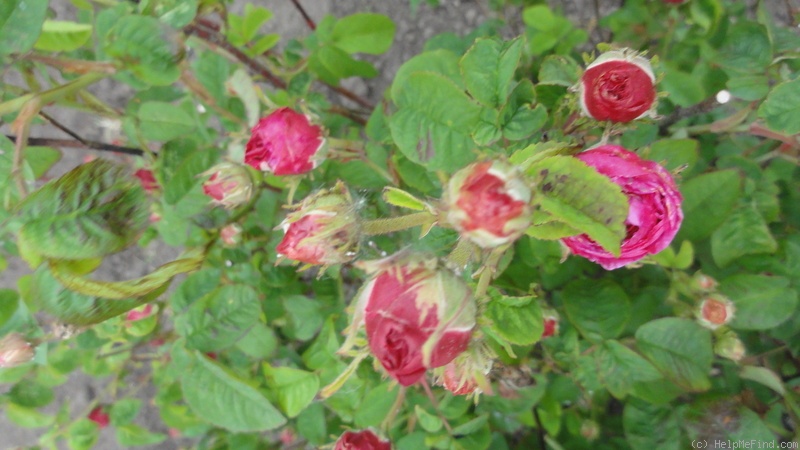 'Royal Marbrée' rose photo