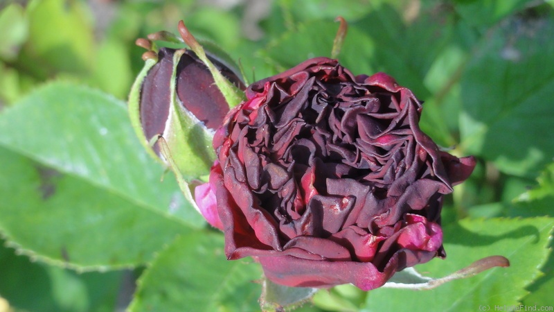 'Fisher and Holmes' rose photo