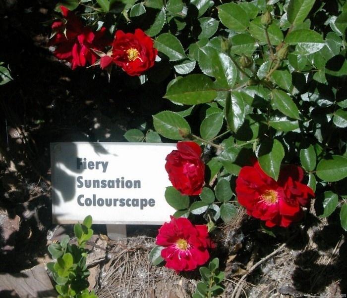 'Fiery Sunsation' rose photo
