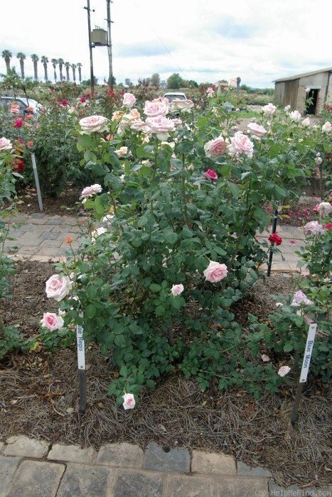 'Feliae Regis' rose photo