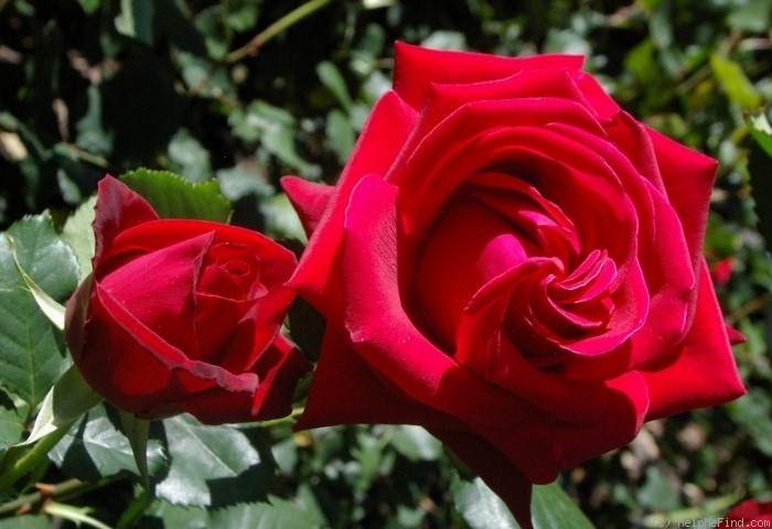 'Five Roses' rose photo