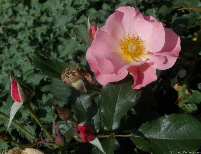 'JACpat' rose photo