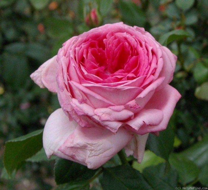 'Guelilah' Rose Photo