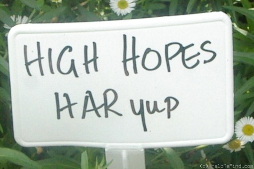 'High Hopes' rose photo