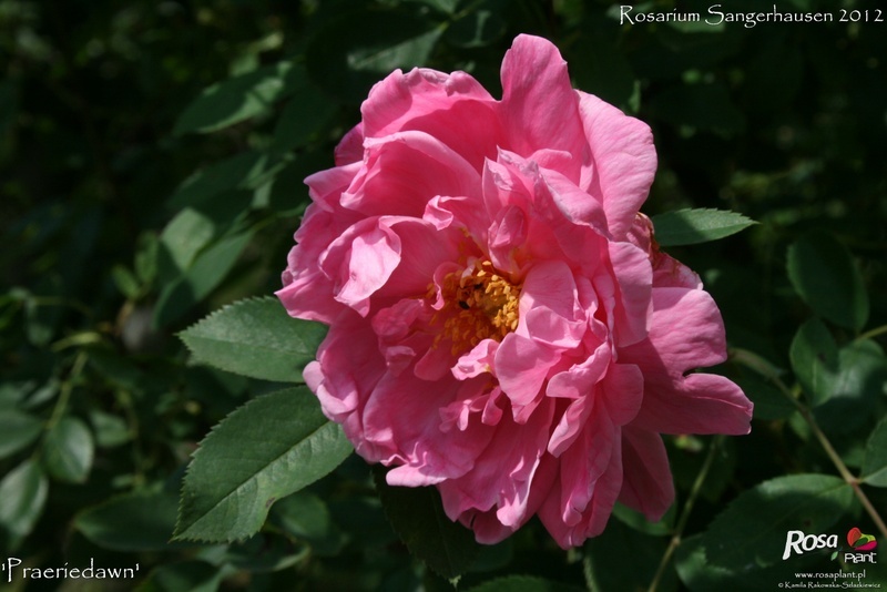 'Prairie Dawn' rose photo