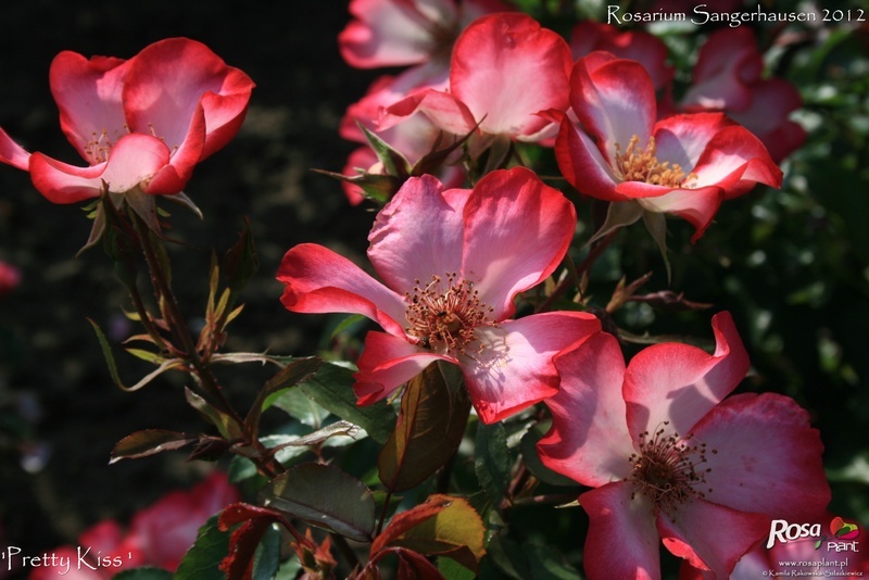 'Pretty Kiss ®' rose photo