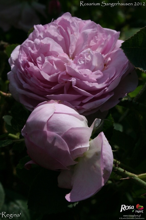 'Regina (centifolia, Schwarzkopf, pre 1779)' rose photo