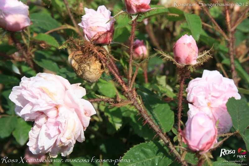 '<i>Rosa X centifolia</i> var. <i>muscosa</i> f. <i>rosea-plena</i>' rose photo