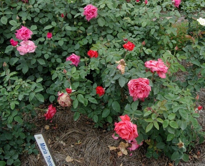 'Maria Theresa (hybrid tea, Dot, 1983)' rose photo