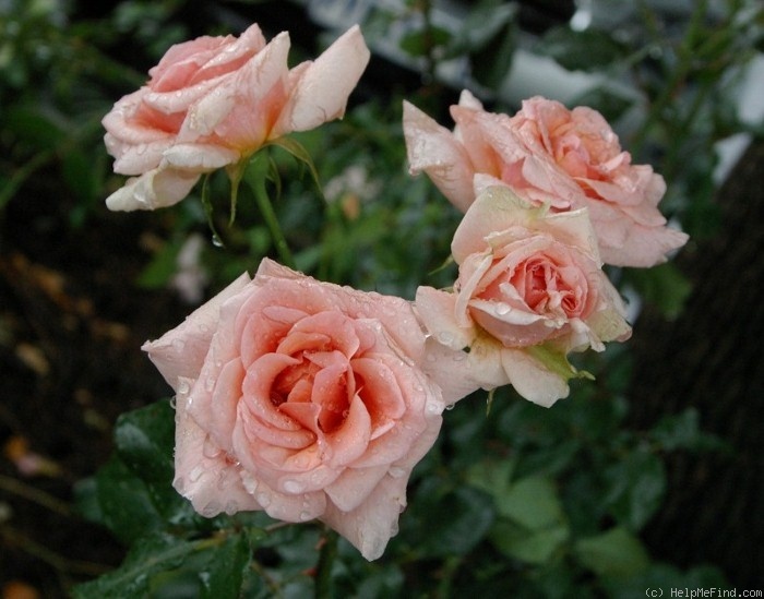 'Myra Stegman' rose photo