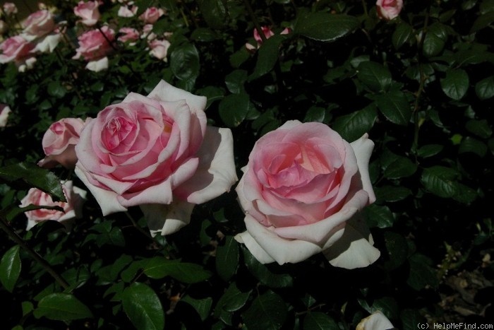 'Porcelain (hybrid tea, Kordes, 1979)' rose photo