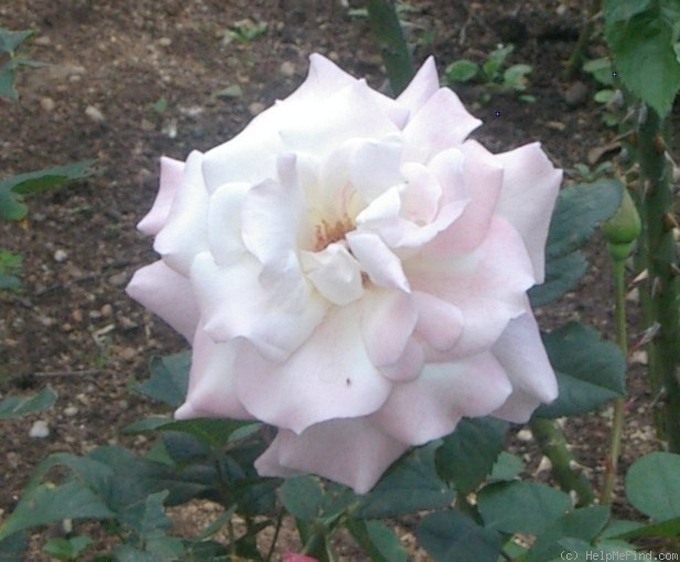 'Porcelain (hybrid tea, Kordes, 1979)' rose photo