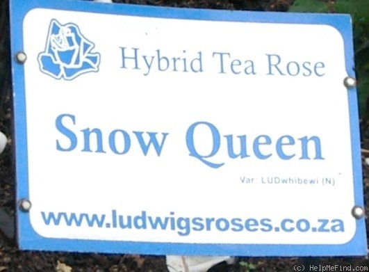 'Snow Queen (hybrid tea, Taschner 2001)' rose photo