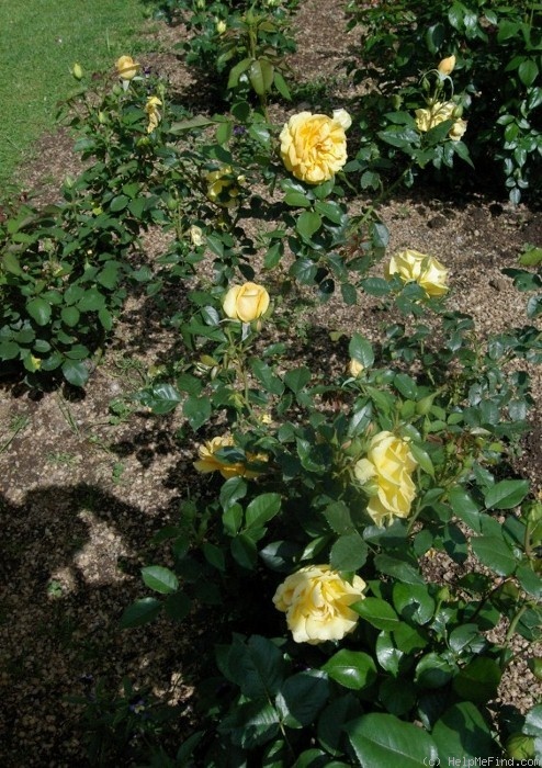 'South Africa' rose photo
