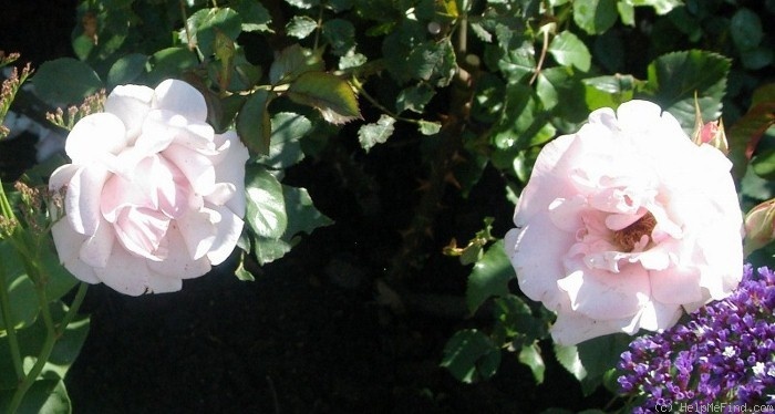 'St Andrew's' rose photo
