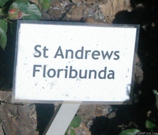 'St Andrew's' rose photo