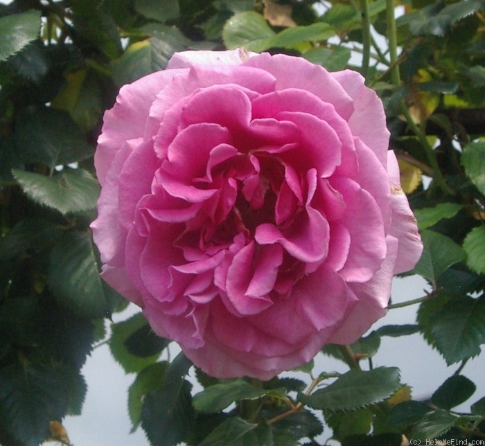 'POUldra' rose photo