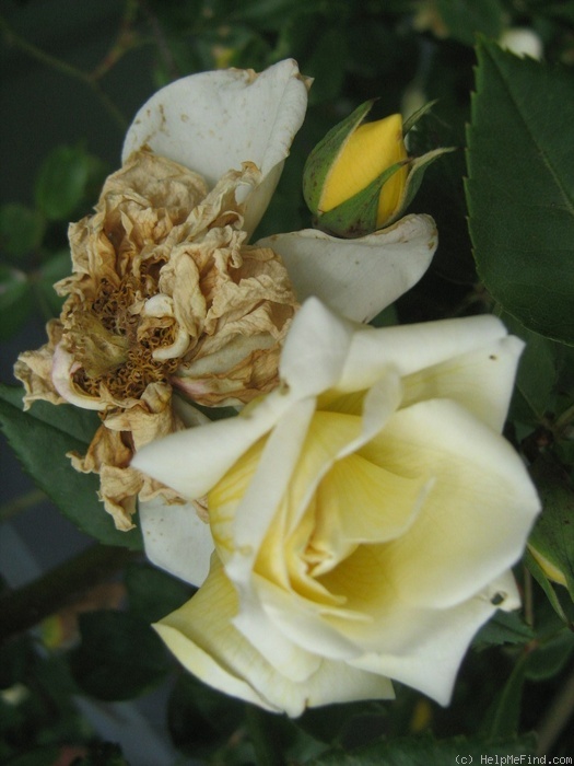 'Milkmaid (noisette, Clark 1925)' rose photo