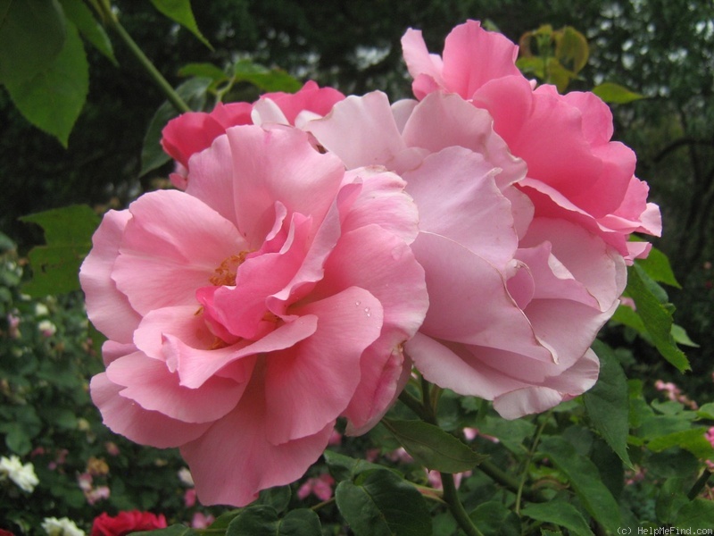 'Cicely Lascelles' rose photo