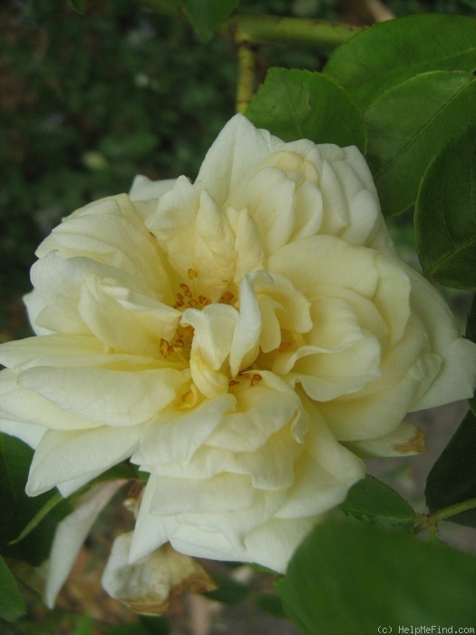 'Golden Vision' rose photo