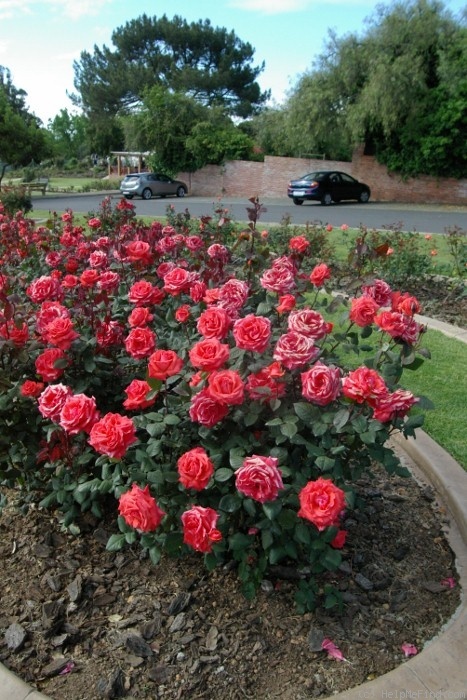 'Prince Claus' rose photo