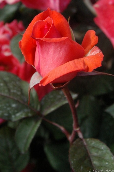 'Prince Claus' rose photo