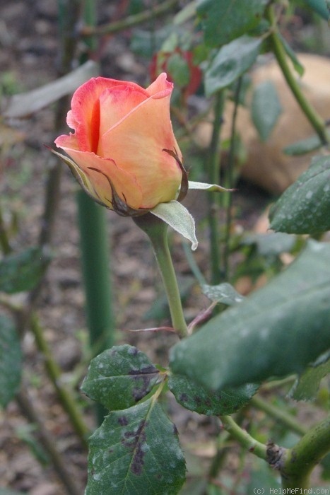 'Fairest Cape ® Panarosa' rose photo