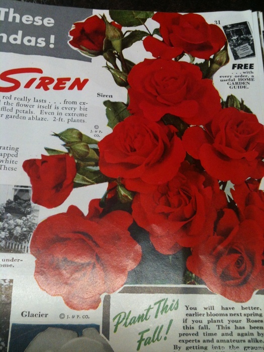 'Siren (floribunda, Kordes 1953)' rose photo