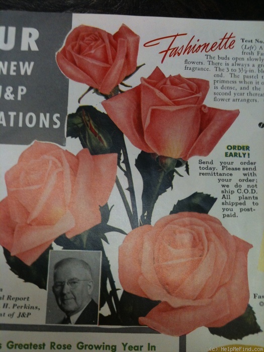 'Fashionette' rose photo