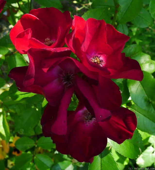 'Anda' rose photo