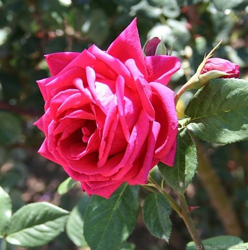 'Red Splash' rose photo