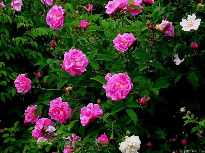 'Hanichola 5' rose photo