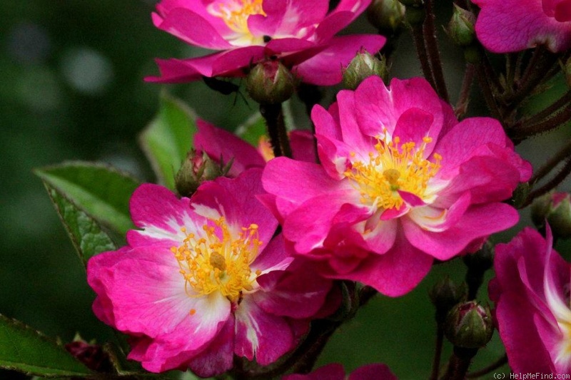 'Princesse Violette' rose photo