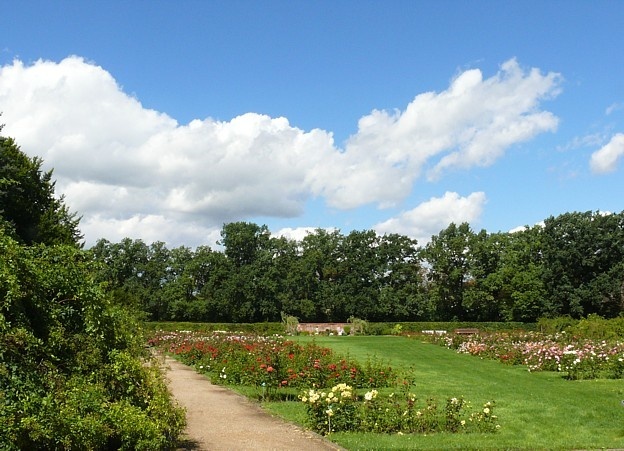 'Ostdeutscher Rosengarten'  photo