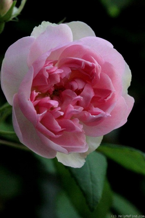 'Belle de Sardaigne ®' rose photo