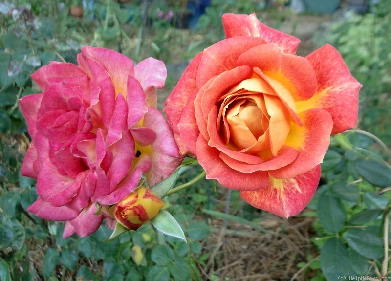 'Gallivarda' rose, click to enlarge 'Gallivarda' rose photo