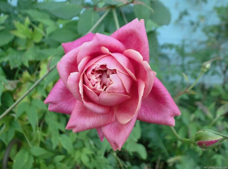 'Monsieur Tillier' rose photo